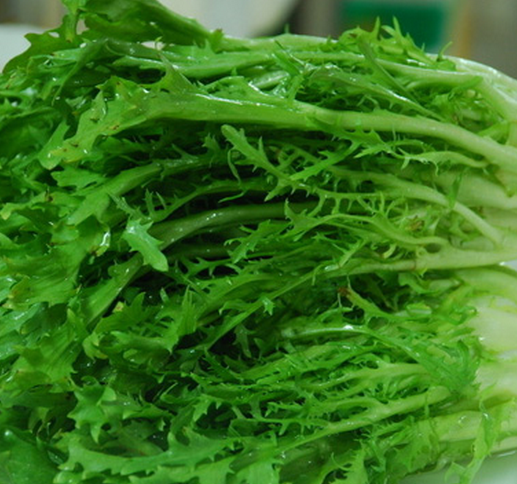 苦菊 西餐沙拉菜新鲜蔬菜 苦叶生菜