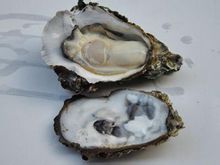 牡蛎-壮阳的食物 牡蛎-壮阳的食物