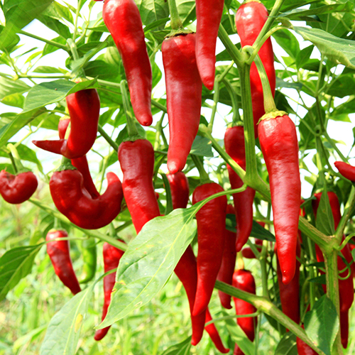 辣椒